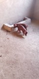 Pig Farming Training